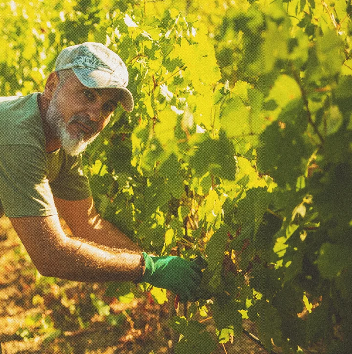 Tending the vines by hand at Kannaviou
