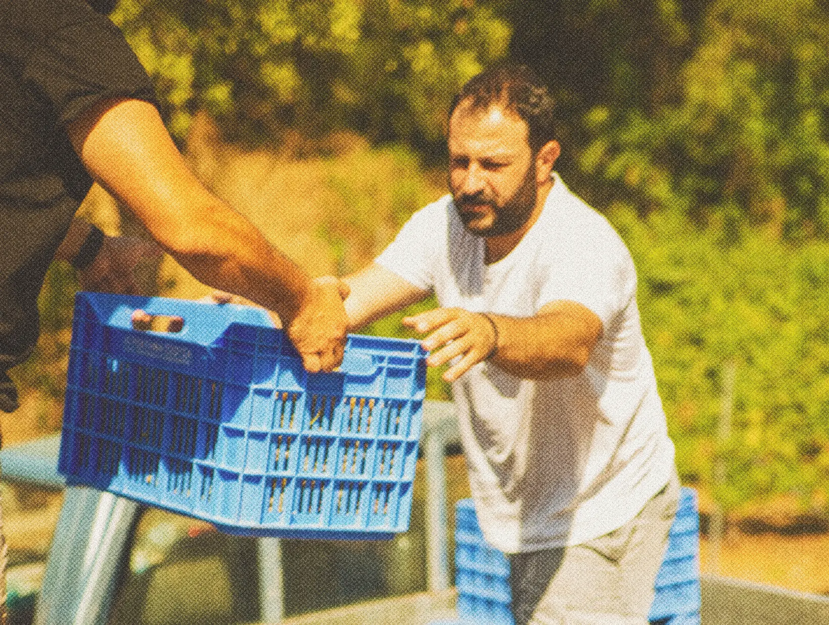 Crates of hand-picked grapes being loaded onto the truck at harvest