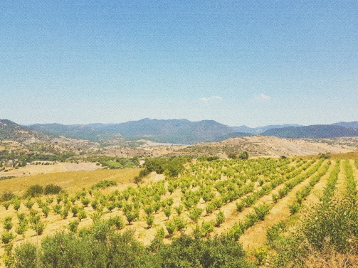Morning light over the Ezousa valley vineyards