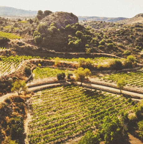 Clay and alluvial stone in an Ezousa vineyard plot