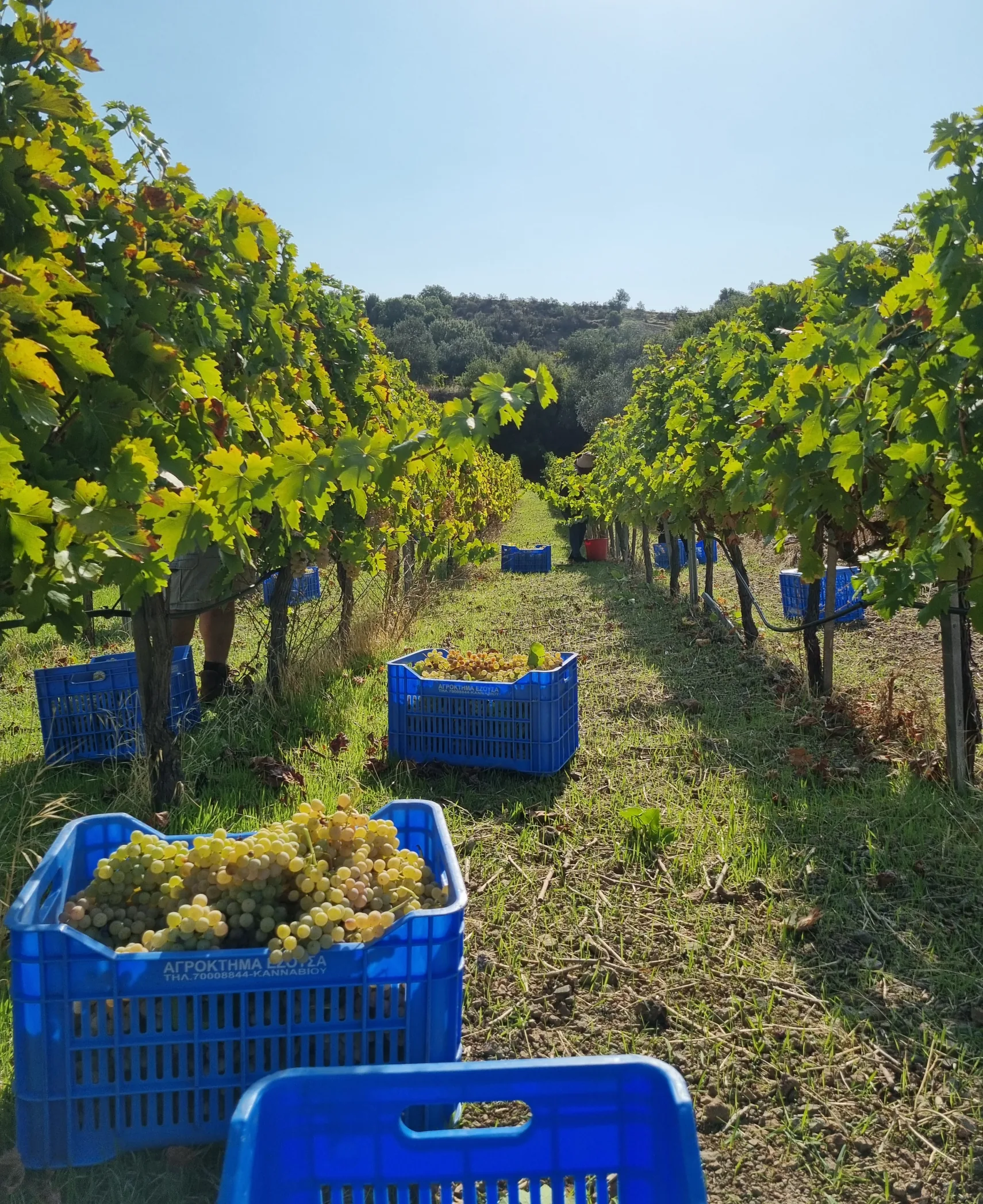Harvest crates of Xynisteri grapes between the vine rows at Kannaviou