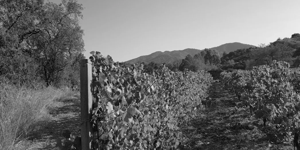 Vineyard rows in winter